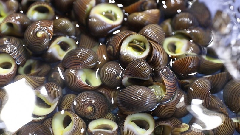 Ốc đĩa, đặc sản Quảng Ninh