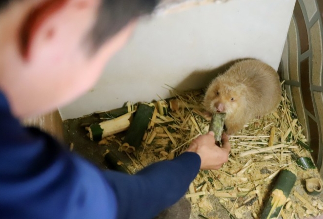 Thức ăn yêu thích của dúi là tre và nứa