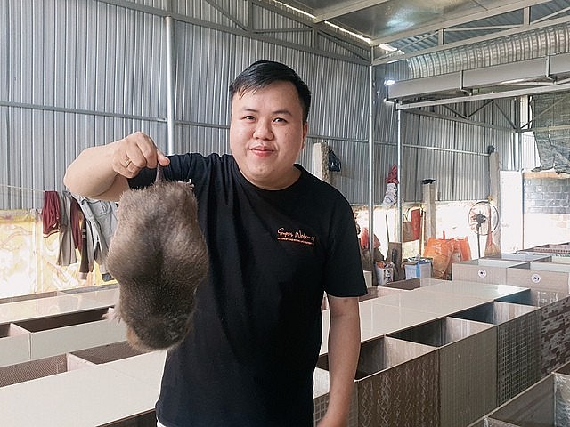 Trại dúi của Lê Thành Trung cho thu nhập cao, ổn định