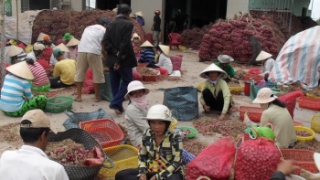 Thứ củ màu tím hăng chảy nước mắt đang tăng giá, nông dân Sóc Trăng rủng rỉnh tiền
