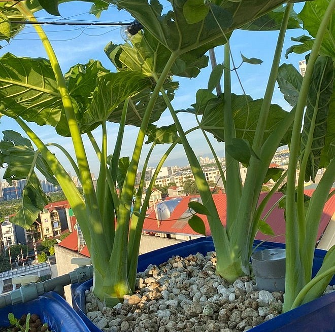 Trong vườn hiện có nhiều loại rau trái khác nhau như rau cải, rau muống, rau ngót, dọc mùng, rau lang, cải bó xôi, dưa chuột, mướp, cà chua,...