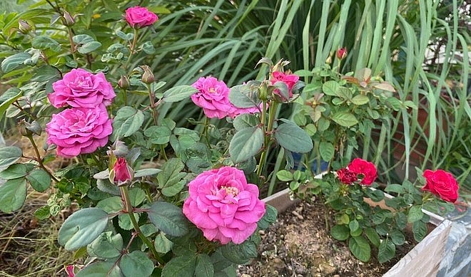 Ngoài áp dụng mô hình Aquaponics ở sân thượng, anh còn tận dụng không gian trên cao này để làm vườn hoa hồng tặng vợ và trồng một số cây ăn trái như nho, dưa hấu táo, dưa lưới.