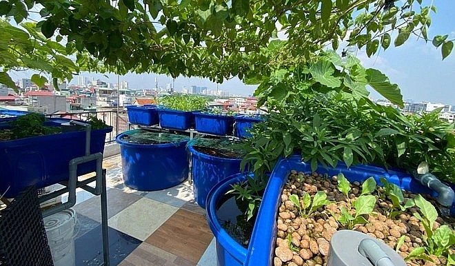 Nhờ được những người bạn, anh em có kinh nghiệm làm mô hình Aquaponics hỗ trợ thiết kế mà vườn sân thượng của anh Thịnh trông chuyên nghiệp, khoa học hơn.