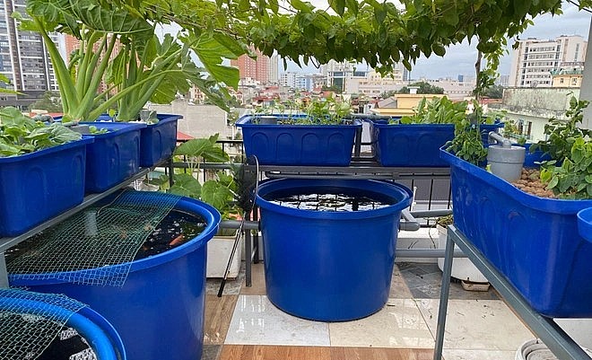 Khu vườn có gần chục giống cá và nhiều loại rau theo mùa, đủ cung cấp thực phẩm sạch suốt mùa dịch.