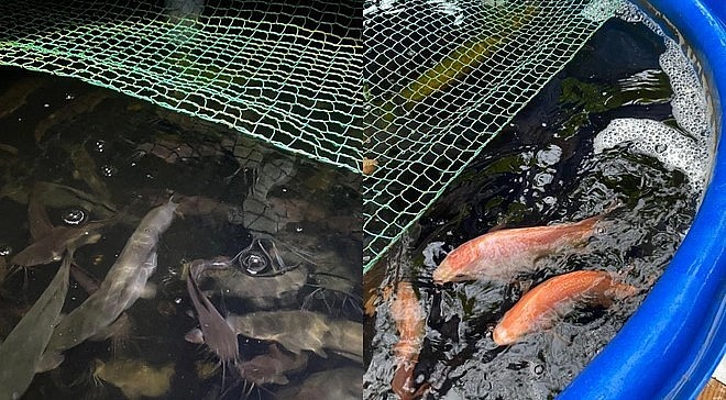 khu vực nuôi cá với hàng chục giống cá khác nhau như cá lăng, cá trê, rô phi, diêu hồng, rô đầu vuông và cá mú Úc.