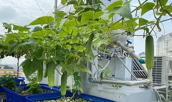 Chàng trai quê Bắc Ninh làm giàn trồng cây thân leo, vừa cung cấp nguồn rau trái đa dạng, vừa che bớt nắng, tạo bóng mát cho vườn rau, ao cá phía dưới.