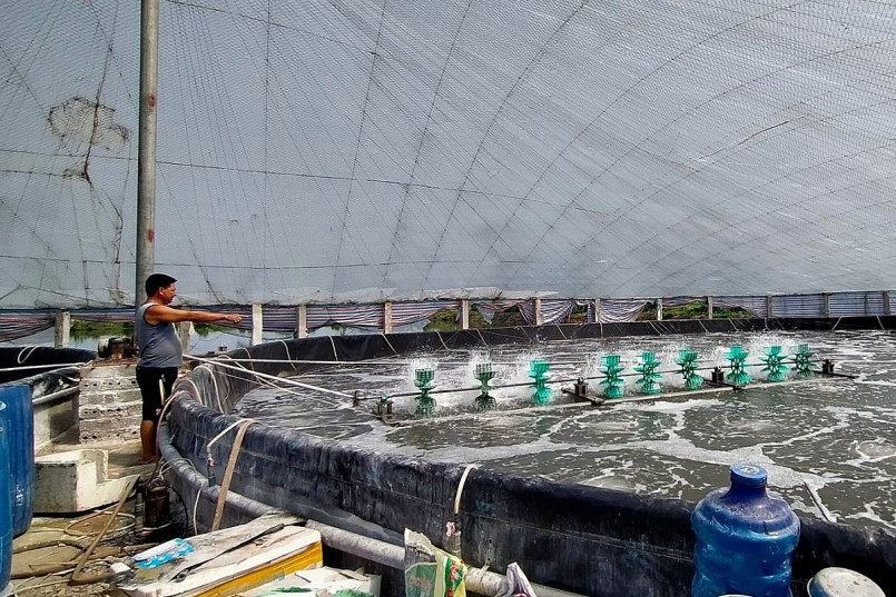 Xã Hoằng Yến có hơn chục hộ dân đầu tư nuôi tôm thẻ chân trắng công nghệ cao