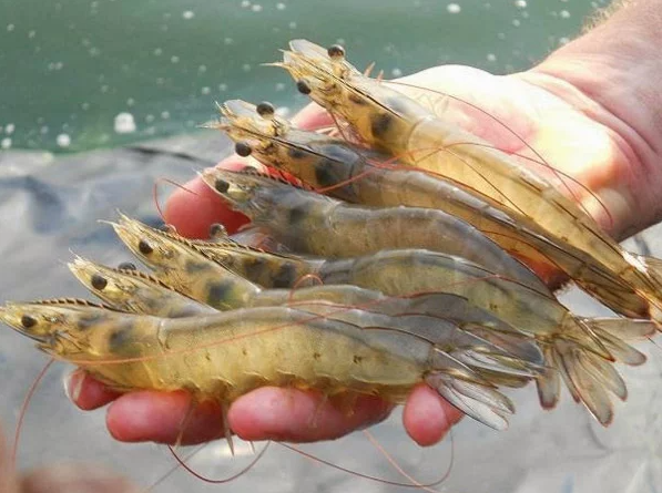 Tôm thẻ chân trắng