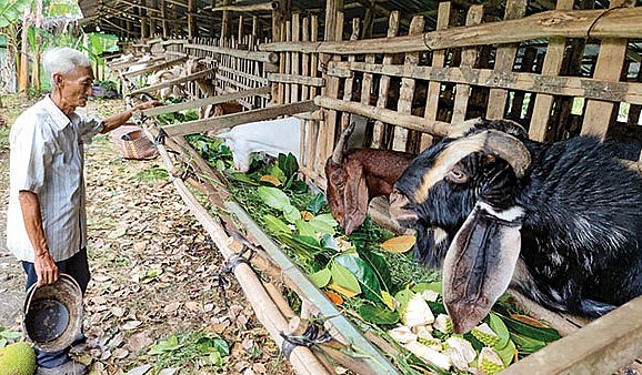 Từ vật liệu làm chuồng tới thức ăn cho dê đều được tận dụng từ vườn nhà.