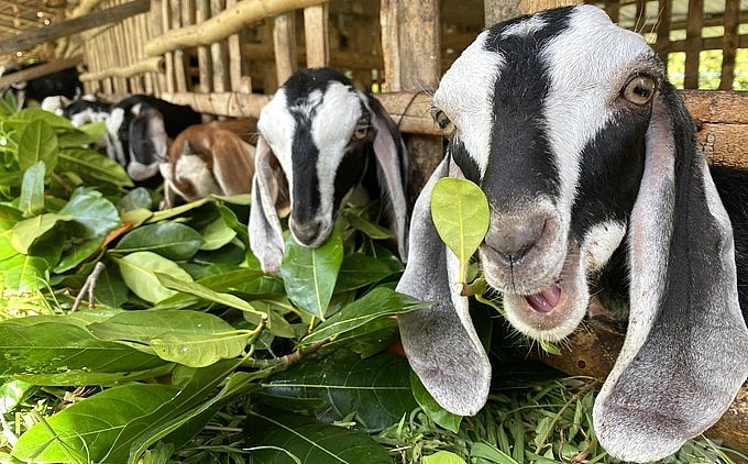 Hiện giá bán dê cái con (dê khoảng 2,5 tháng tuổi, trọng lượng khoảng 13-15kg/con) ở mức 3 triệu đồng/con. Với giá bán như trên, nếu có đàn dê bố mẹ với số lượng từ 40-50 con, người nuôi có thể kiếm thu nhập từ 200-300 triệu đồng/năm trở lên.