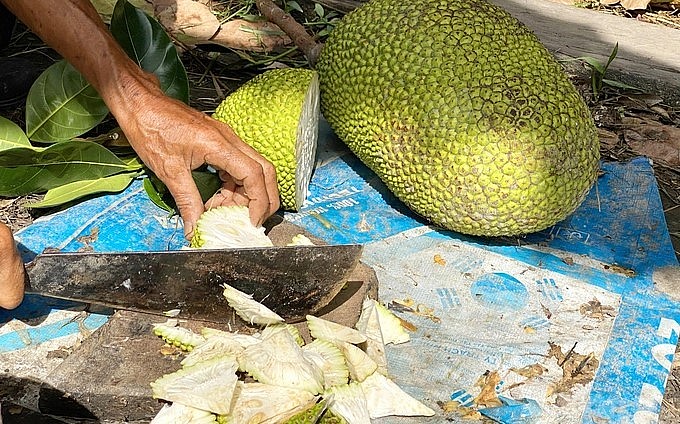 Trái cây non rụng được chế biến cho dê ăn giúp giảm chi phí.