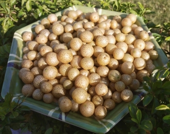 Thứ quả núi rừng được ví là “siêu gia vị”, ướp món nào món đó thơm nức mũi