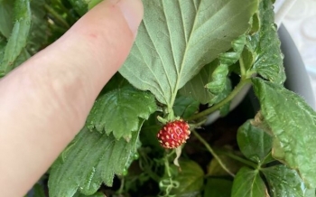 Khi bạn đam mê trồng rau nuôi cá vào một ngày "thần nông không độ"