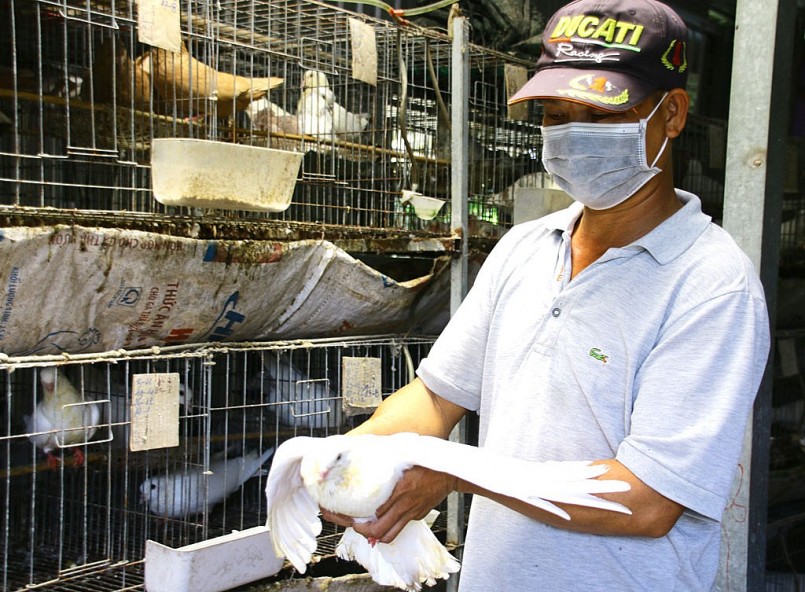 Anh Nguyễn Ngọc Hoàng giới thiệu về mô hình nuôi chim bồ câu của mình