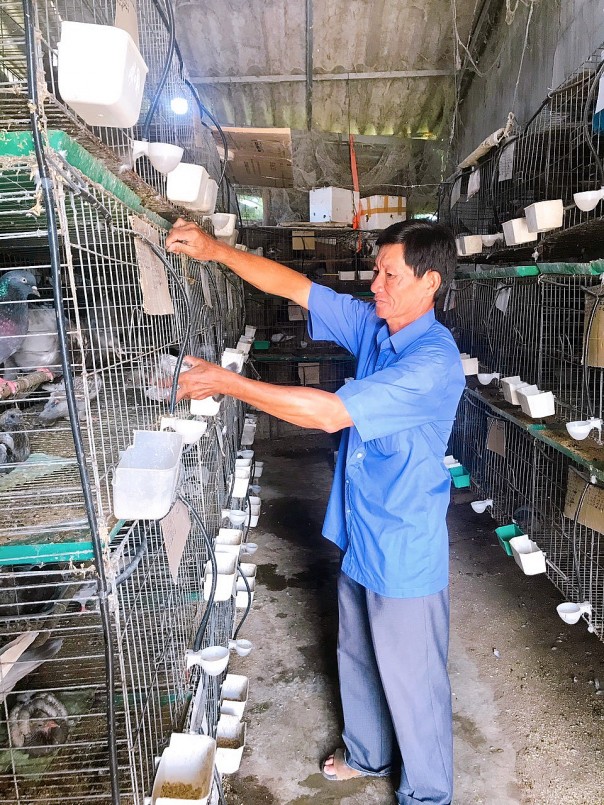 Mô hình nuôi chim câu của anh Nguyễn Ngọc Chương