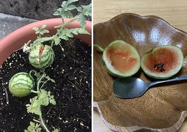 Bạn đã áp dụng chuẩn các bước để trồng dưa hấu trong chậu và thành quả thật đáng nể.