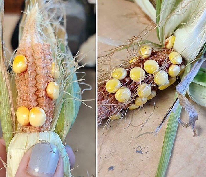 Và những cây ngô siêu hạt cho ra những bắp siêu lạ.