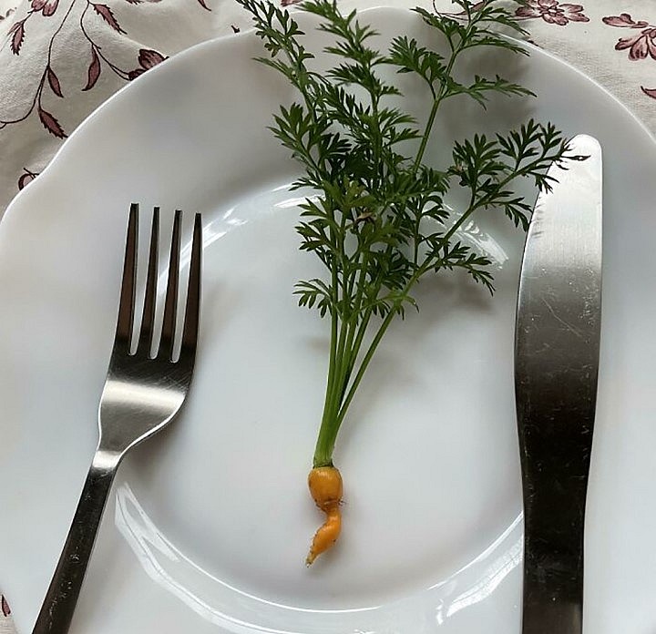 Những của cà rốt rất tốt để giảm cân nhờ tuyệt chiêu làm vườn đây ạ.