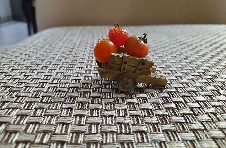 Vườn cà chua cho thu hoạch rồi, chất đầy cả chuyên xe đấy chứ.