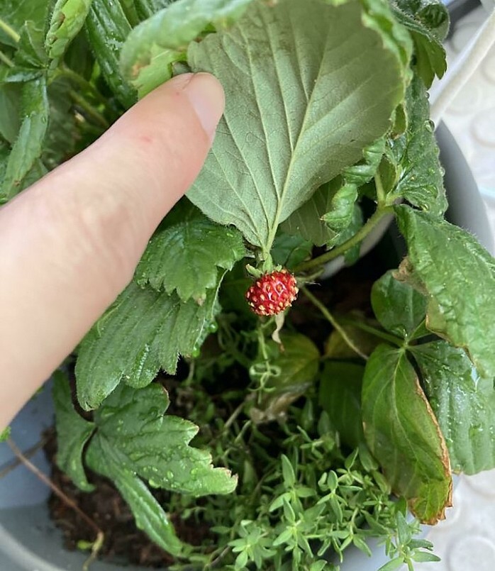 Khi bà xã mê dâu tây và ông xã trổ tài. Thế mới là quả chín lấp lá.