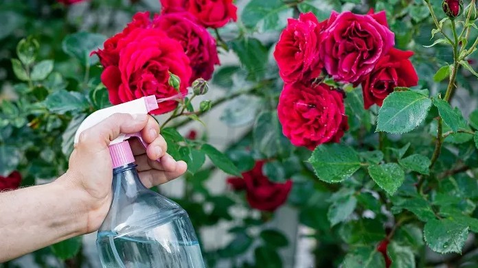 Trồng hoa hồng nhớ nắm vững 4 nguyên tắc vàng này, hoa ra hết vụ này đến vụ khác