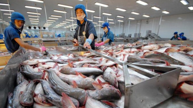 Xuất khẩu cá tra sang Mỹ trong tháng 1/2023 giảm sâu