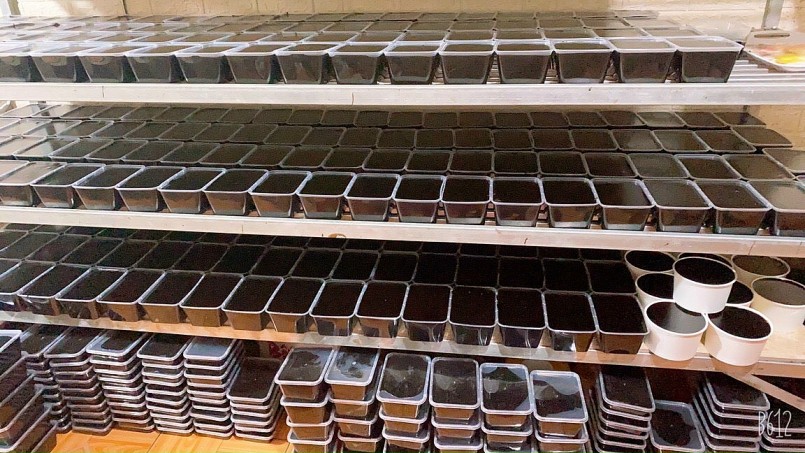 Trung bình cứ 1kg lá thạch đen khô có thể làm được 20kg thạch đen thành phẩm Trung bình cứ 1kg lá thạch đen khô có thể làm được 20kg thạch đen thành phẩm