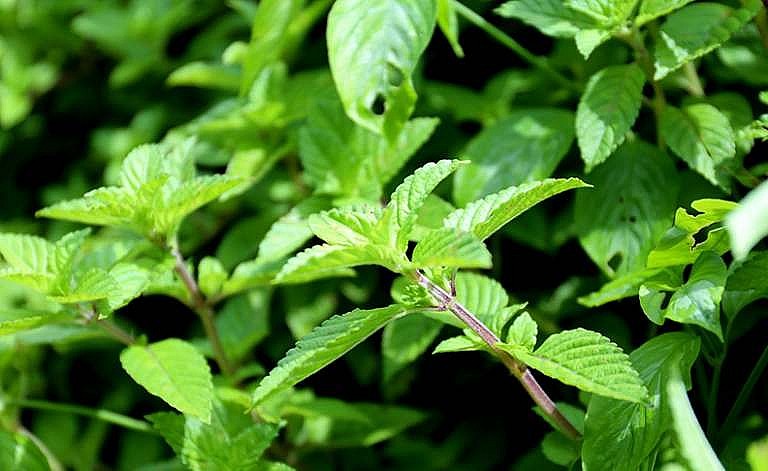 Cây sương sáo có tên khoa học là Mesona chisnensis Benth, thuộc họ Hoa môi, cây còn được gọi là cây thạch đen, lương phấn thảo, tiên nhân thảo, tiên nhân đông, cây thủy cẩm, sương sáo đen, trắng. Cây sương sáo là loại cây thân thảo có vòng đời ngắn, cao khoảng 30 – 60cm, toàn thân đều có lông trắng bao phủ, ít phân thành nhánh, lá cây sương sáo thường mọc đối xứng nhau, phiến lá có hình trứng và thuôn dài ở ngọn, mép lá dày có hình răng cưa. Hoa cây sương sáo có màu hồng hoặc màu trắng, thường mọc thành từng chùm ở ngọn, mỗi chùm dài khoảng 10 đến 13 cm, được phủ một lớp lông mịn. Quả nhẵn thuôn dài khoảng 0,7mm, hoa và quả thường nở vào mùa thu hoặc mùa đông. Cây sương sáo chủ yếu mọc hoang ở vùng rừng núi, về sau mới được trồng tại các vùng đồng bằng lớn như đồng bằng sông Cửu Long và miền Đông Nam Bộ. Cây có thể thu hái quanh năm nhưng chủ yếu vào mùa mưa, sau khi thu hái, thân và lá cây sẽ được rửa sạch, sau đó phơi khô để làm thuốc hoặc nấu làm thạch ăn thanh nhiệt. Một số chuyên gia cho biết trong thân và lá cây sương sáo có hoạt chất pectrin, là một hoạt chất tạo gel. Điều này giải thích cho việc sau khi nấu xong để nguội sương sáo sẽ tạo khối thạch đen. Thạch được sử dụng để làm thức uống giải khát trong những ngày hè nắng nóng. Theo chị Nông Lệ Thùy (chủ cơ sở sản xuất thạch đen Lê Thùy, thị trấn Đông Khê, huyện Thạch An) chia sẻ: thạch đen là món ăn được chế biến khá đơn giản. Đầu tiên, cây thạch khô sẽ được mang ra sơ chế, rồi cho vào nồi ninh trong vòng khoảng 3 tiếng. Sau khi cây thạch đã nhừ, người nấu thạch đem cây đi vò thật kỹ, rồi lọc lấy nước. Tiếp đến người nấu thạch đem nước đó hòa thêm một chút bột năng và đường đun trong khoảng 1 tiếng rưỡi, với lửa liu riu đến khi thạch đủ độ kết dính và không dính đũa là đã tạo ra thành phẩm đạt yêu cầu. Sau khi chế biến xong, người nấu thạch chỉ cần đợi thạch bớt nóng rồi đổ vào khuôn, chờ thạch nguội hẳn thì được bảo quản nơi mát. Mỗi người nấu đều có một bí quyết chế biến thạch đen riêng. Do vậy, khi thưởng thức, thực khách có thể nhận thấy sự khác biệt giữa thạch đến từ những cơ sở sản xuất khác nhau. Nhưng có thể thấy các cơ sở sản xuất ở Cao Bằng hiện nay vẫn đang nấu thạch đen theo phương pháp thủ công, không dùng chất bảo quản, không dùng phẩm màu nhưng vẫn tạo được độ thơm ngon, dẻo dai cho sản phẩm. Hiện nay, Cao Bằng đã có rất nhiều cơ sở sản xuất thạch đen uy tín về chất lượng có khả năng cung cấp phục vụ nhu cầu của thực khách trong và ngoài tỉnh. Nổi bật có sản phẩm thạch đen Cao Bằng của hộ kinh doanh Nông Lệ Thùy đã được công nhận sản phẩm OCOP 3 sao cấp tỉnh năm 2020. Với vị ngọt thanh mát, thạch đen Cao Bằng đã ngày càng phổ biến và trở thành món quà đặc sản của du khách mỗi khi có chuyến lên thăm mảnh đất Cao Bằng. Cây sương sáo có tên khoa học là Mesona chisnensis Benth, thuộc họ Hoa môi, cây còn được gọi là cây thạch đen, lương phấn thảo, tiên nhân thảo, tiên nhân đông, cây thủy cẩm, sương sáo đen, trắng. Cây sương sáo là loại cây thân thảo có vòng đời ngắn, cao khoảng 30 – 60cm, toàn thân đều có lông trắng bao phủ, ít phân thành nhánh, lá cây sương sáo thường mọc đối xứng nhau, phiến lá có hình trứng và thuôn dài ở ngọn, mép lá dày có hình răng cưa. Hoa cây sương sáo có màu hồng hoặc màu trắng, thường mọc thành từng chùm ở ngọn, mỗi chùm dài khoảng 10 đến 13 cm, được phủ một lớp lông mịn. Quả nhẵn thuôn dài khoảng 0,7mm, hoa và quả thường nở vào mùa thu hoặc mùa đông. Cây sương sáo chủ yếu mọc hoang ở vùng rừng núi, về sau mới được trồng tại các vùng đồng bằng lớn như đồng bằng sông Cửu Long và miền Đông Nam Bộ. Cây có thể thu hái quanh năm nhưng chủ yếu vào mùa mưa, sau khi thu hái, thân và lá cây sẽ được rửa sạch, sau đó phơi khô để làm thuốc hoặc nấu làm thạch ăn thanh nhiệt. Một số chuyên gia cho biết trong thân và lá cây sương sáo có hoạt chất pectrin, là một hoạt chất tạo gel. Điều này giải thích cho việc sau khi nấu xong để nguội sương sáo sẽ tạo khối thạch đen. Thạch được sử dụng để làm thức uống giải khát trong những ngày hè nắng nóng. Theo chị Nông Lệ Thùy (chủ cơ sở sản xuất thạch đen Lê Thùy, thị trấn Đông Khê, huyện Thạch An) chia sẻ: thạch đen là món ăn được chế biến khá đơn giản. Đầu tiên, cây thạch khô sẽ được mang ra sơ chế, rồi cho vào nồi ninh trong vòng khoảng 3 tiếng. Sau khi cây thạch đã nhừ, người nấu thạch đem cây đi vò thật kỹ, rồi lọc lấy nước. Tiếp đến người nấu thạch đem nước đó hòa thêm một chút bột năng và đường đun trong khoảng 1 tiếng rưỡi, với lửa liu riu đến khi thạch đủ độ kết dính và không dính đũa là đã tạo ra thành phẩm đạt yêu cầu. Sau khi chế biến xong, người nấu thạch chỉ cần đợi thạch bớt nóng rồi đổ vào khuôn, chờ thạch nguội hẳn thì được bảo quản nơi mát. Mỗi người nấu đều có một bí quyết chế biến thạch đen riêng. Do vậy, khi thưởng thức, thực khách có thể nhận thấy sự khác biệt giữa thạch đến từ những cơ sở sản xuất khác nhau. Nhưng có thể thấy các cơ sở sản xuất ở Cao Bằng hiện nay vẫn đang nấu thạch đen theo phương pháp thủ công, không dùng chất bảo quản, không dùng phẩm màu nhưng vẫn tạo được độ thơm ngon, dẻo dai cho sản phẩm. Hiện nay, Cao Bằng đã có rất nhiều cơ sở sản xuất thạch đen uy tín về chất lượng có khả năng cung cấp phục vụ nhu cầu của thực khách trong và ngoài tỉnh. Nổi bật có sản phẩm thạch đen Cao Bằng của hộ kinh doanh Nông Lệ Thùy đã được công nhận sản phẩm OCOP 3 sao cấp tỉnh năm 2020. Với vị ngọt thanh mát, thạch đen Cao Bằng đã ngày càng phổ biến và trở thành món quà đặc sản của du khách mỗi khi có chuyến lên thăm mảnh đất Cao Bằng.