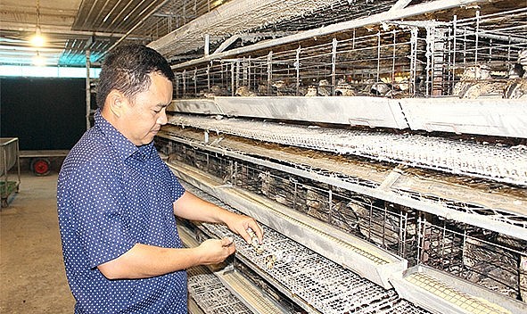 40 tuổi đời nhưng 30 năm gắn bó với chim cút, anh Thịnh từng nếm trải bao nỗi thăng trầm.