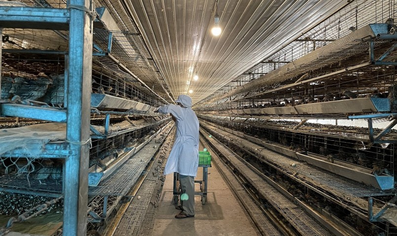 Trại cút lớn nhất Việt Nam của anh Phạm Văn Thịnh hiện đang nuôi 450 nghìn con chim cút.