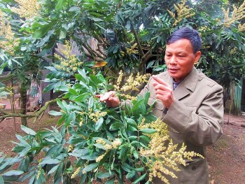 Hưng Yên tập trung chăm sóc cho 4,3 nghìn ha nhãn đang cho thu hoạch