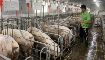 Giá heo hơi hôm nay (21/2) bất ngờ giảm tới 2.000 đồng/kg, lại nóng chuyện thức ăn chăn nuôi