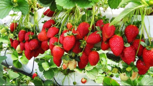 Loại quả giàu vitamin C hơn cam, quýt nhưng luôn mang tiếng "bẩn" nhất, liệu có đúng?