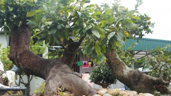 Siêu phẩm mai vàng yên tử "Tiên đồng - Ngọc nữ" đẹp cỡ nào mà có giá 2 tỷ