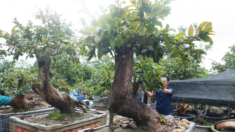 Cặp đôi “Tiên đồng – Ngọc nữ” nếu đặt chầu vào nhau sẽ tạo thành một cặp rất đẹp, dáng thế tương đồng.