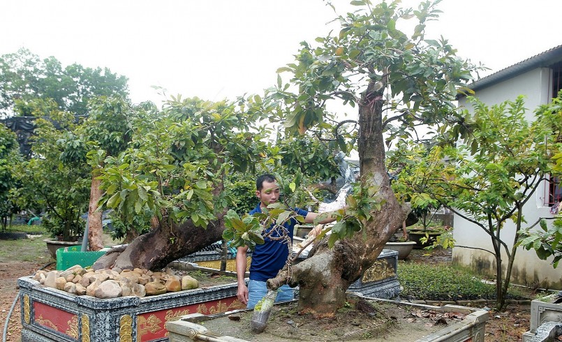 Để có một cặp mai vàng Yên Tử cổ tụ tương đồng về dáng thế không phải đơn giản, mất nhiều năm mới sưu tầm được.