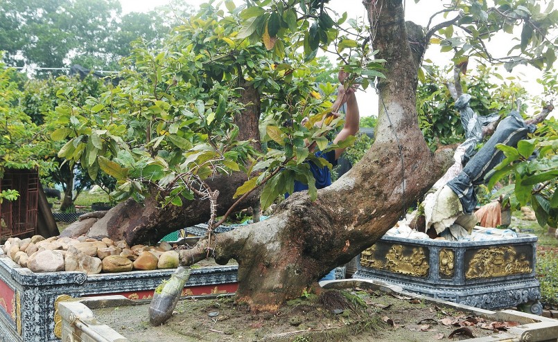 Hai cây già nhưng lại không quá to, vanh gốc và thân khoảng 80-90cm, cây có độ ngả dài khoảng gần 2m.