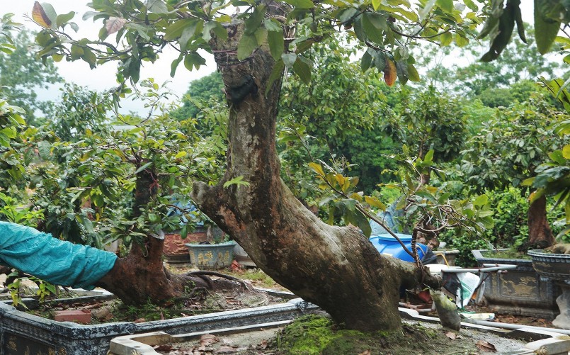 Giải thích về ý nghĩa của hai cây, anh Hoàng cho biết, cây “Ngọc nữ” rất dẻo, mặc dù bệ rễ vững chãi nhưng dáng lại nghiêng ngả như người phụ nữ dựa vào người đàn ông.