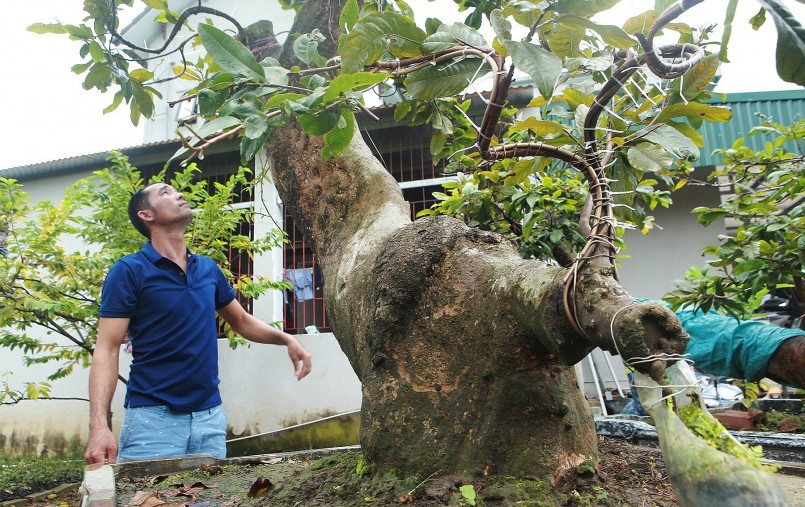 Do sống dựa vào núi đá nhiều năm nên thân cây gấp khúc, uốn lượn rất đẹp. Vẻ đẹp thô ráp như vậy chỉ có thiên nhiên mới tạo được.