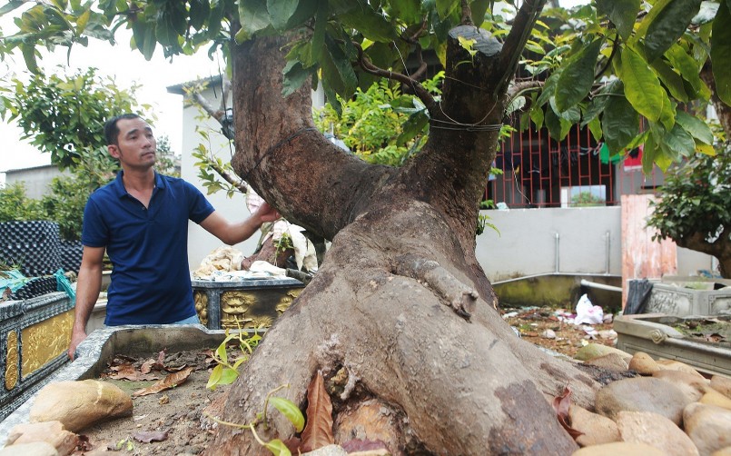 Cây mai vàng Yên Tử tượng trưng cho tinh thần bền bỉ, vượt lên mọi khó khăn theo truyền thống Thiền môn mà các hoà thượng đã dày công vun xới, anh Hoàng cho biết.