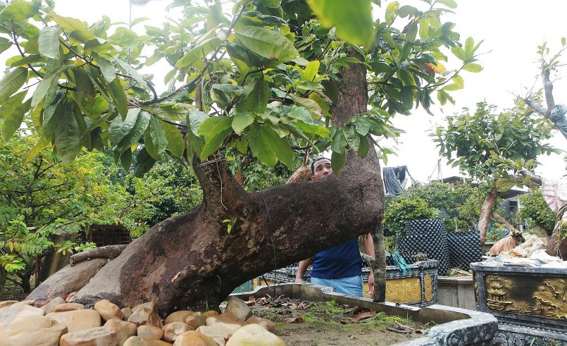 Mai vàng Yên tử phát triển rất chậm, việc ghép cành cũng phải mất 10 năm, thậm chí 20 năm mới có một tác phẩm đẹp.