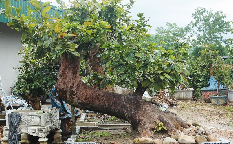 Theo chủ nhân tác phẩm, muốn nhân giống, giữ gìn nguồn gen quý hiếm của mai Yên Tử, loài hoa có giá trị kinh tế cũng như đời sống tâm linh.