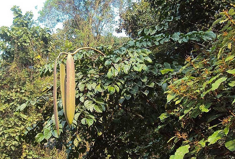 Núc nác có sức sống mãnh liệt Núc nác có sức sống mãnh liệt