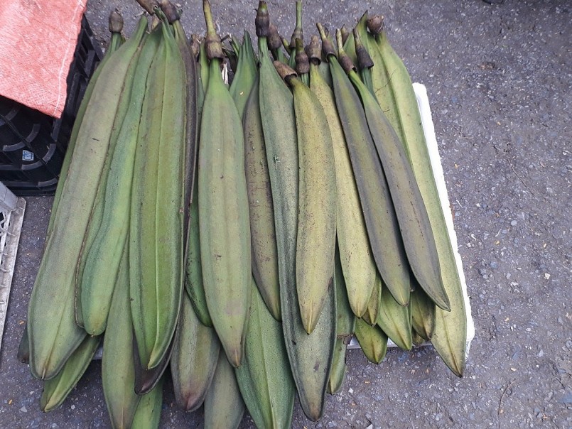 quả núc nác dài cả mét quả núc nác dài cả mét