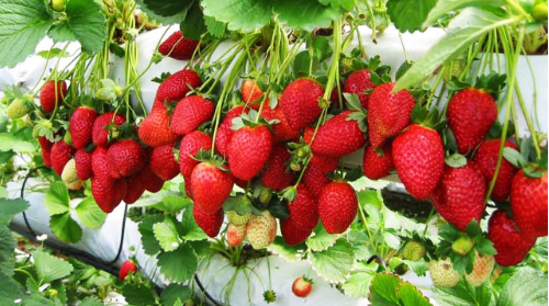 Loại quả giàu vitamin C hơn cam, quýt nhưng luôn mang tiếng "bẩn" nhất, liệu có đúng?