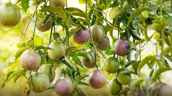 5 loại quả ở Việt Nam chỉ là quả dại, sang "nước người ta" vào hẳn siêu thị với giá cao ngất