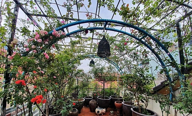 Việc trồng hồng trên sân thượng tuy vất vả nhưng cũng đem đến cho chủ nhân khu vườn những điều thú vị riêng.