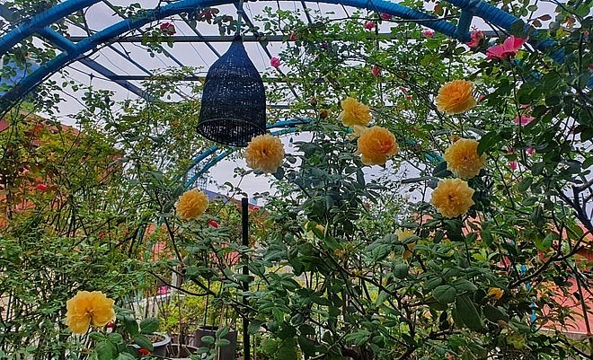 Vườn hồng sân thượng được thiết kế vòm chắc chắn, làm bằng khung nhôm dùng dây dù quấn xung quanh để cây bám vào không bị nóng dưới điều kiện thời tiết nắng gắt. 