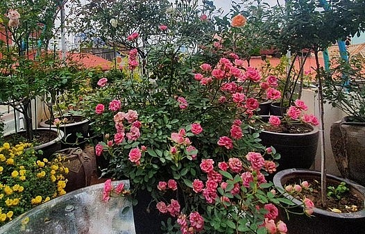 Hồng được trồng trong loại chậu có đường kính 90cm, làm từ chất liệu gốm cao cấp để đảm bảo giữ cho giá thể luôn mát vào mùa hè và ấm vào mùa đông.