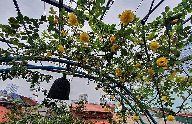 Tại vị trí vòm leo này, gia chủ trồng các giống hồng thân leo như cổ vàng Sơn La, cổ đỏ Sơn La, friendship, mon coeur, cổ Sapa, red fairy, blue sky, summer snow,….